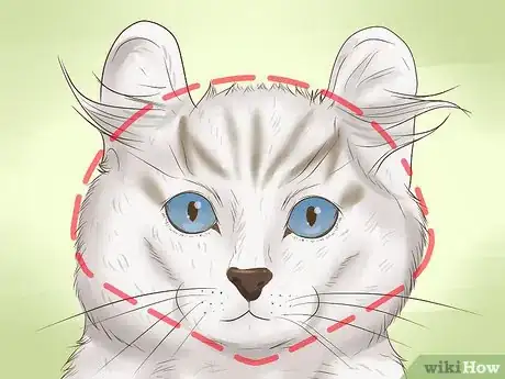 Image titled Identify an American Curl Cat Step 8