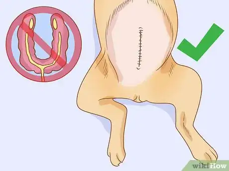 Image titled Prevent Pyometra in Dogs Step 3