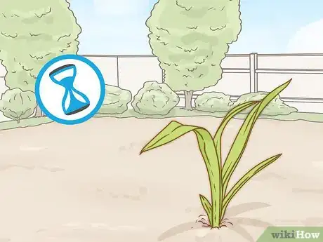 Image titled Grow Yucca Step 1