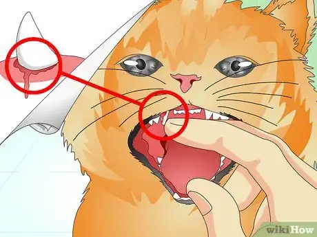 Image titled Check Your Cat's Teeth Step 8