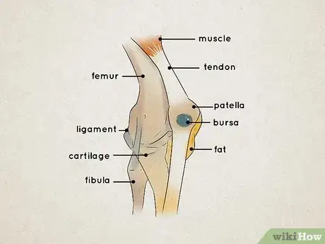 Image titled Understand the Human Skeletal System Step 5