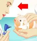 Look After Your Sick Guinea Pig