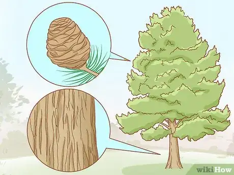 Image titled Identify Cedar Trees Step 9