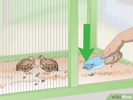 Image titled Clean and Maintain a Button Quail Cage Step 10