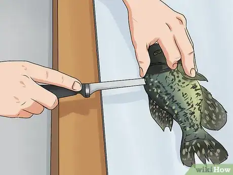 Image titled Clean Crappie Step 3