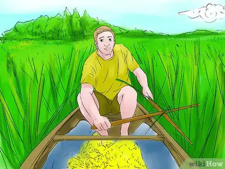 Image titled Harvest Wild Rice Step 3