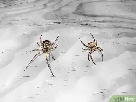 Image titled Identify a Cobweb Spider Step 3