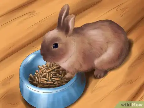 Image titled Raise a Healthy Bunny Step 5
