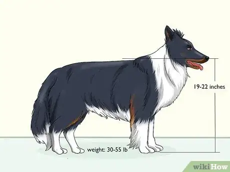 Image titled Identify a Border Collie Step 1