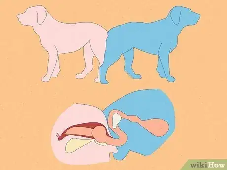 Image titled Unstick a Dog After Mating Step 6