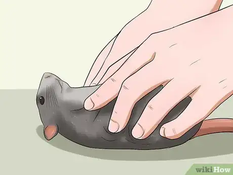 Image titled Keep a Pet Rat Clean Step 12