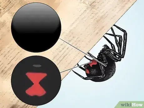 Image titled Identify Spiders Step 2