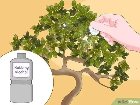 Image titled Revive a Bonsai Tree Step 5