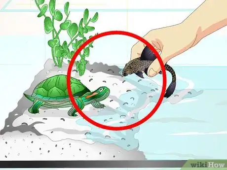 Image titled Put a Sucker Fish in a Tank With a Turtle Step 12