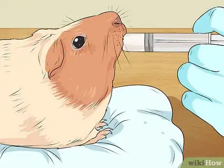 Image titled Care for a Guinea Pig with Pneumonia Step 13