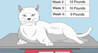 Determine if Your Cat is Overweight