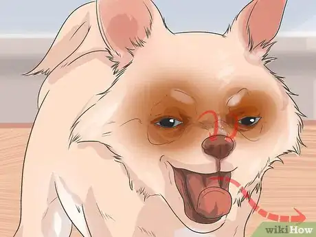 Image titled Take Care of a Teacup Chihuahua Step 17