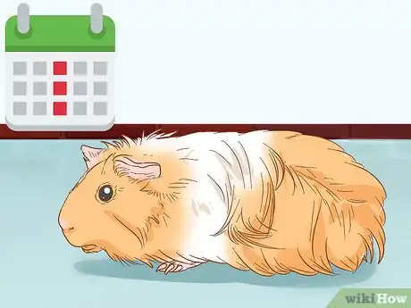 Image titled Help Your Guinea Pig Adjust to You Step 3