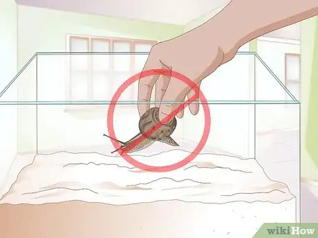Image titled Play With a Pet Snail Step 10