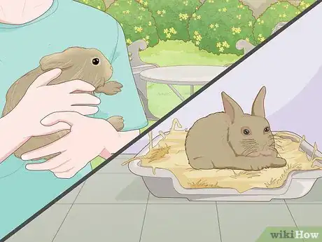 Image titled Care for a New Pet Rabbit Step 1
