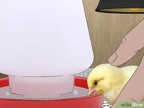 Image titled Raise Chickens for Eggs Step 15