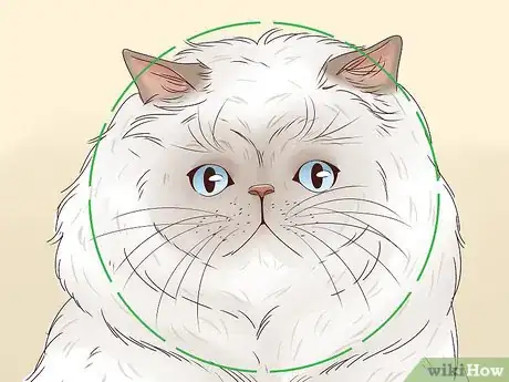 Image titled Identify a Himalayan Cat Step 1