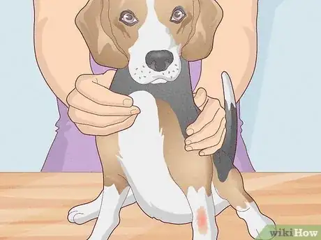 Image titled Splint a Dog's Leg Step 7