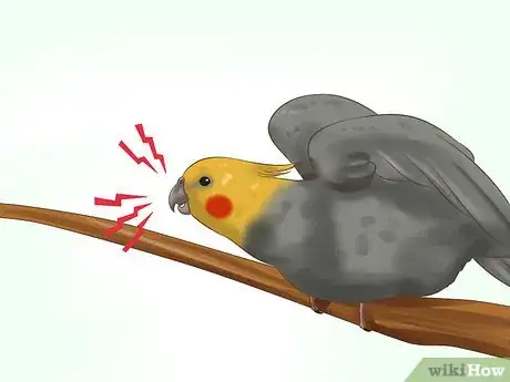 Image titled Tell if a Cockatiel Is Male or Female Step 9