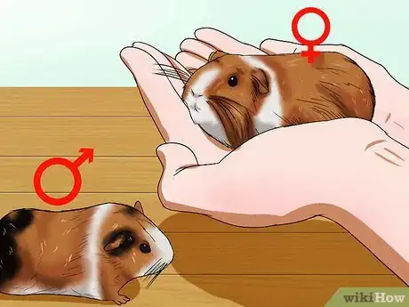 Image titled Take Care of a Female Guinea Pig With Babies Step 9