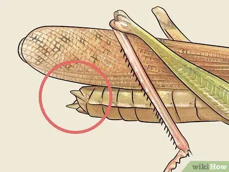 Image titled Determine the Sex of a Grasshopper Step 4