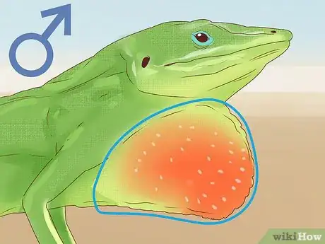 Image titled Determine the Sex of a Green Anole Step 3