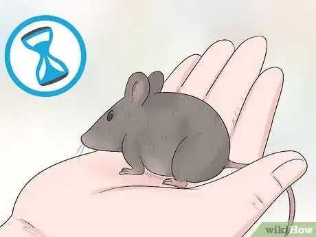 Image titled Care for an Injured Pet Mouse Step 9
