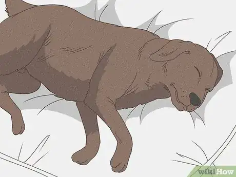 Image titled Recognize a Dying Dog Step 16