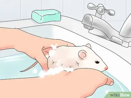 Image titled Take Care of a Paralyzed Rat Step 12