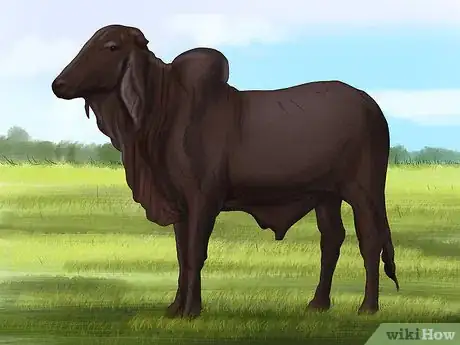 Image titled Identify Brangus Cattle Step 3