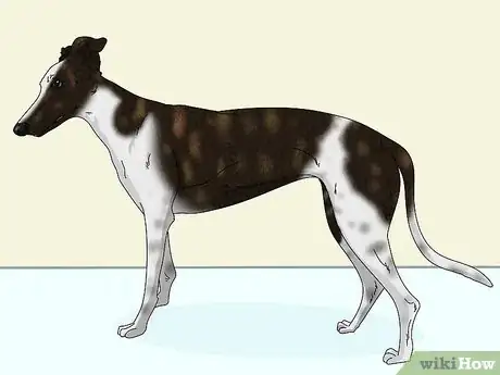 Image titled Identify a Greyhound Step 6