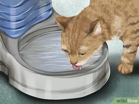 Image titled Choose the Right Place to Feed Your Cat Step 3