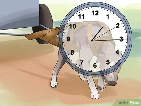 Image titled Raise an American Bulldog Step 19