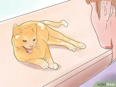 Image titled Recognize Feline Heart Disease Step 10