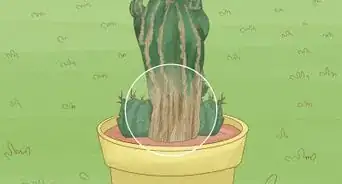 Grow a Cactus