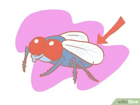 Image titled Kill a Fly Quickly Step 22