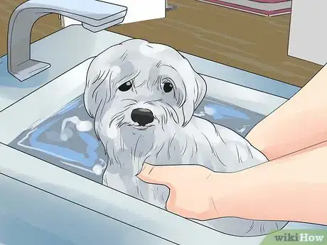 Image titled Bathe a Pregnant Dog Step 7