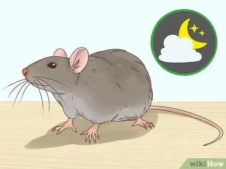 Image titled Choose Between a Pet Mouse or Pet Rat Step 1