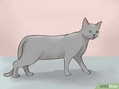 Image titled Identify a Korat Cat Step 3