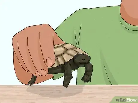 Image titled Handle a Tortoise Step 6