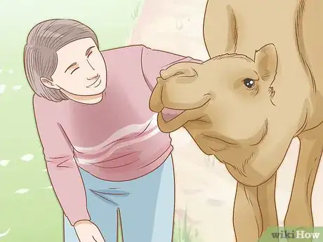 Image titled Care for a Camel Step 11