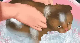 Remove Paint from a Cat's Fur