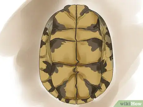 Image titled Sex Tortoises Step 2