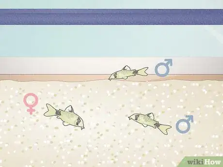 Image titled Breed Corydoras Fish Step 6