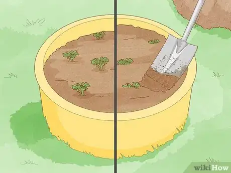 Image titled Grow Potatoes from Potatoes Step 12